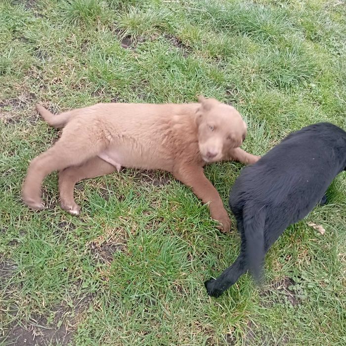 Подарявам кученца