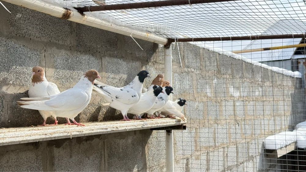 Голуби. Көгершіндер.