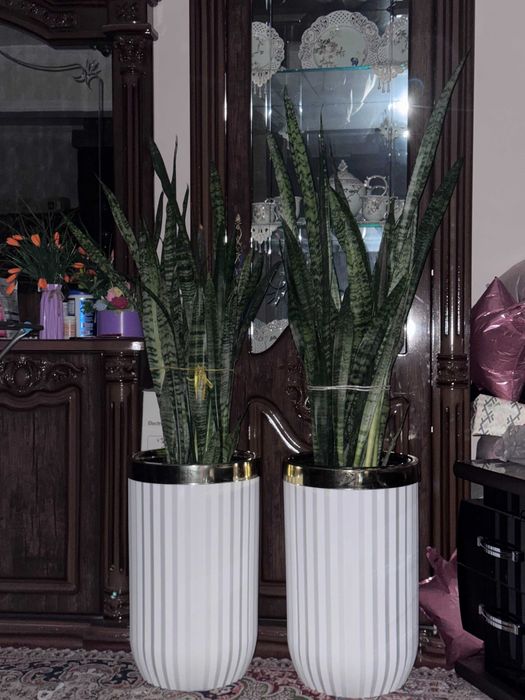 Офис гуллари, Офисные цветы, Катта гуллар!