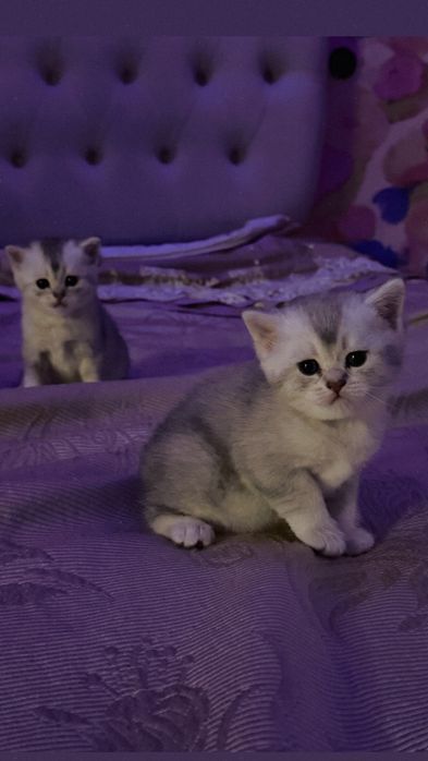 Котята Мальчики-шиншила