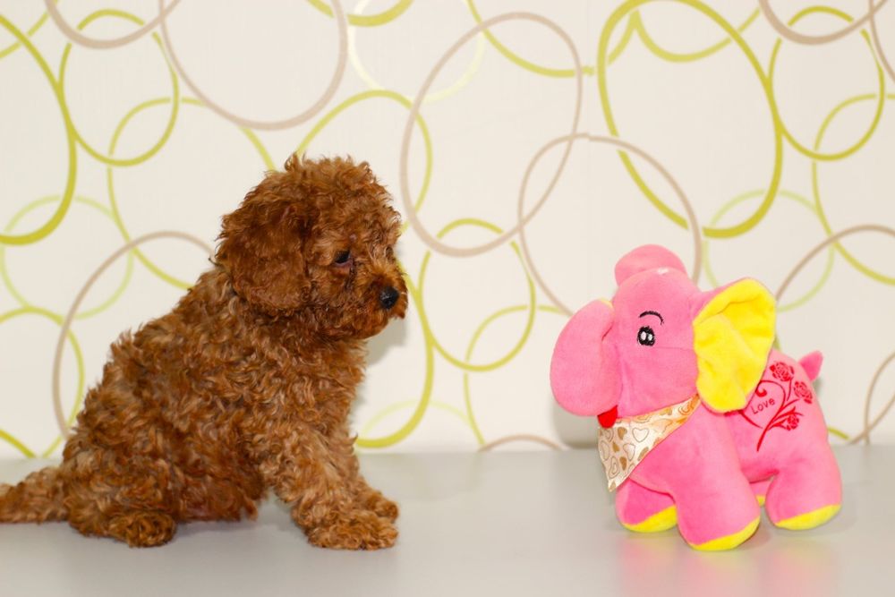 Той пудели от родословни родители