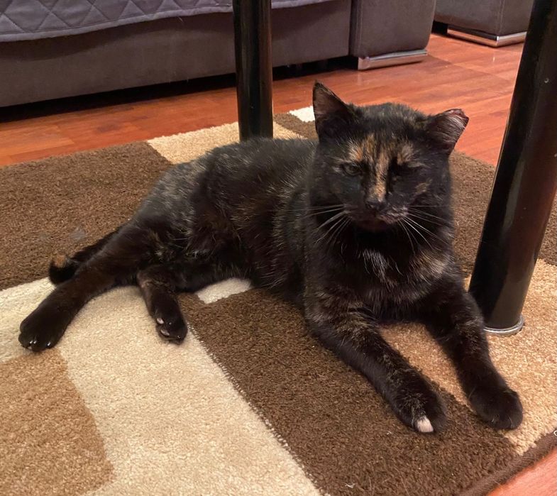 Adoptie pisica tortoishell Hera