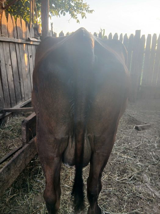 Vaca de  vanzare