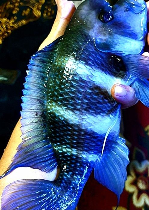 Продам мальков Cyphotilapia Frontoza Nort blue.