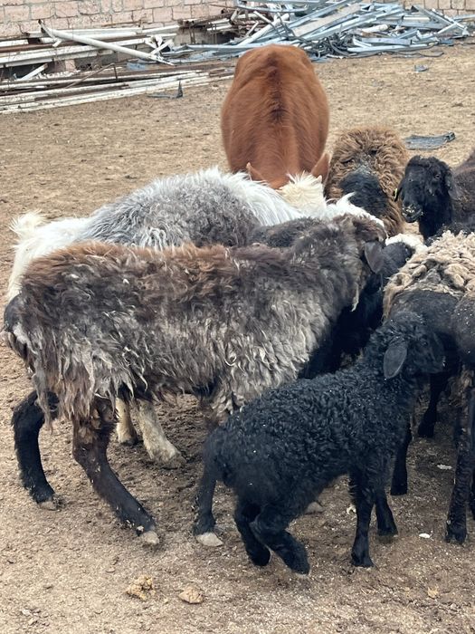 Кой козылы койлар сатылады