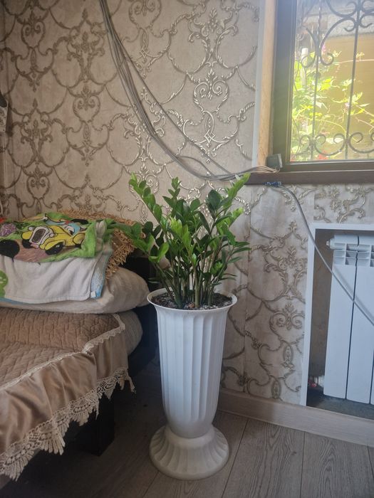 Цветы.  домашный