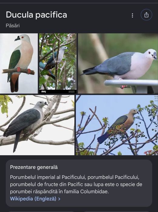 Porumbei/turturele exotice