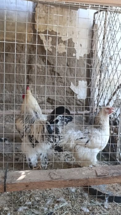 Brama tovuq xòroz