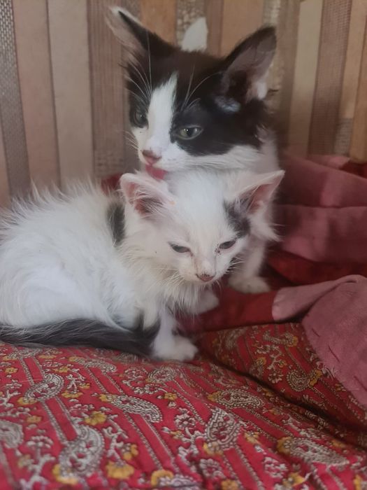 Отдам котят в хорошие руки
