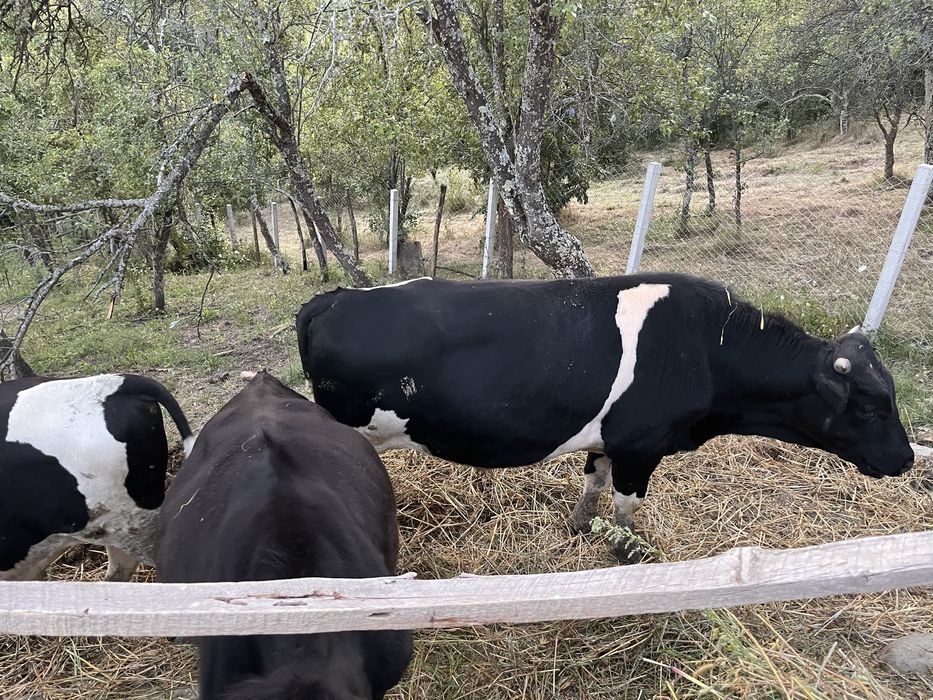 Vand 2 taursi si o juninca