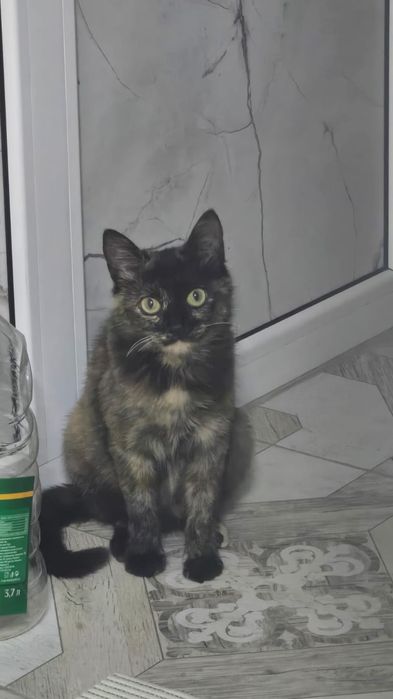 Домашняя кошка 4 месяца