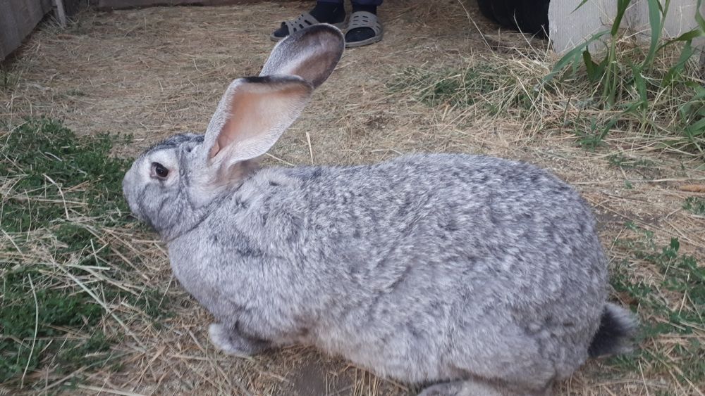 Продам  кроликов