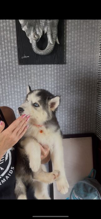 Девочка хаски 2 месяца