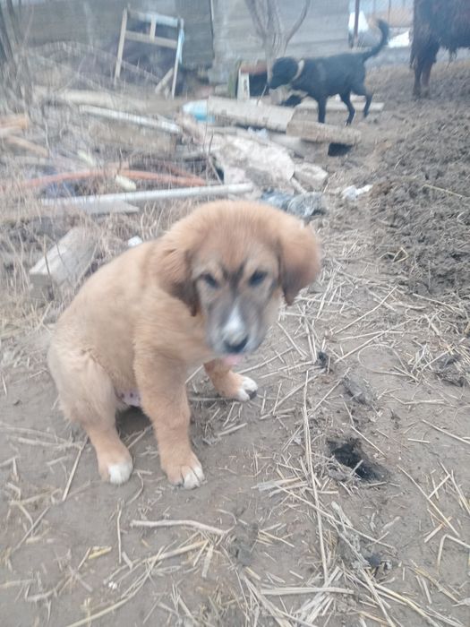 Күшік 5айлық.Ақылды