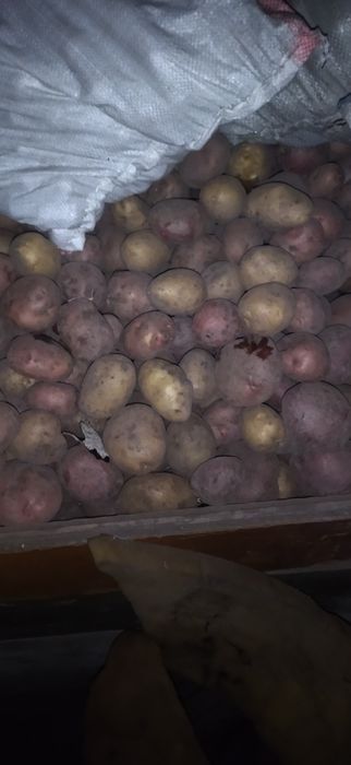 Картофель дачный