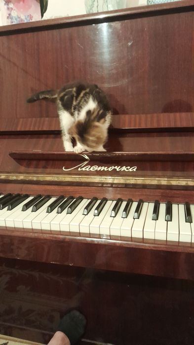 Forta piano  lastochka