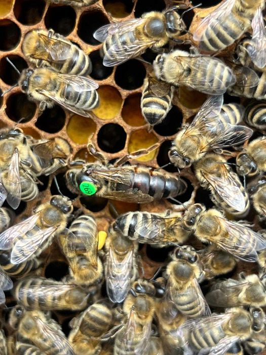 Vand familii de albine