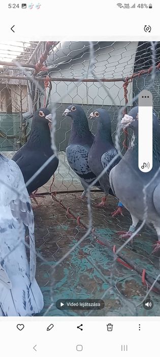 Vand porumbei sau schimb