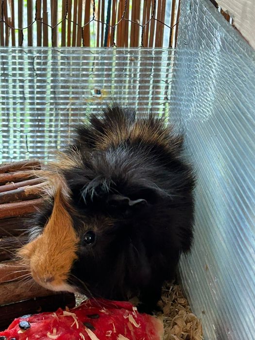 Porcușori de Guineea