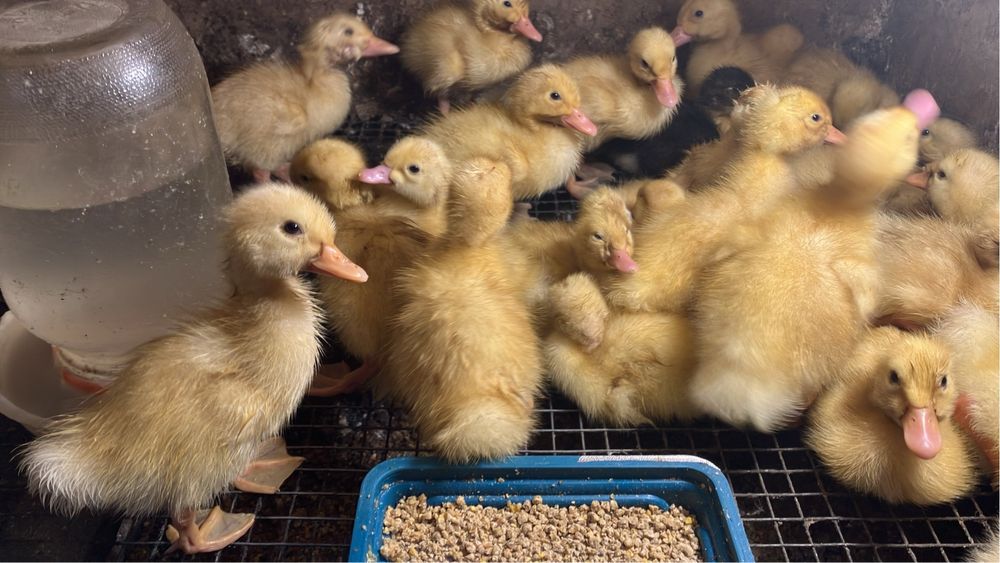 Утята  разных пород