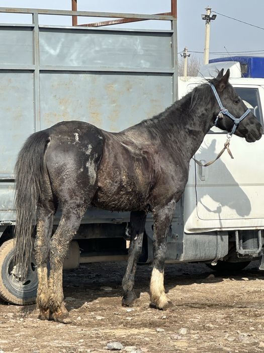 Айгыр жеребец конь айғыр