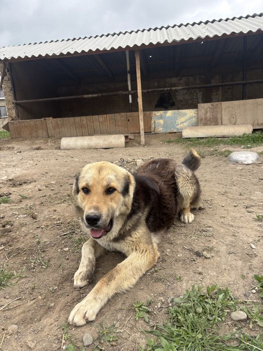 Сатылады Алабай күшік