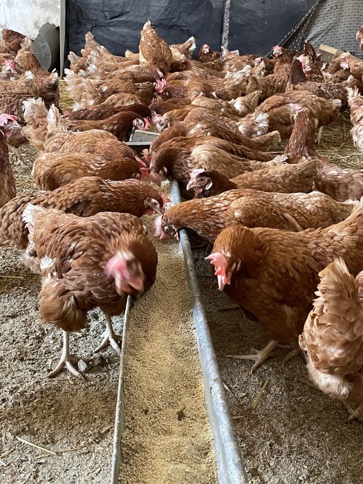 Gaini rosii ouatoare Isa Brown, Gropnița!