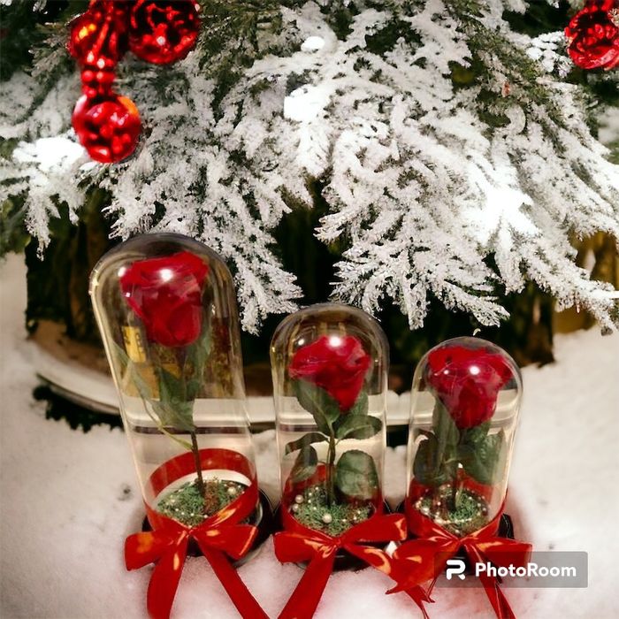 Trandafir rosu in cupola