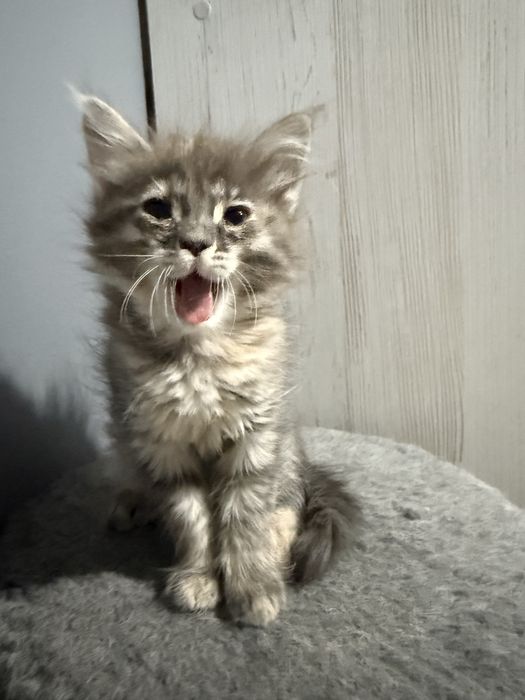 котенка мейн-кун в добрые руки