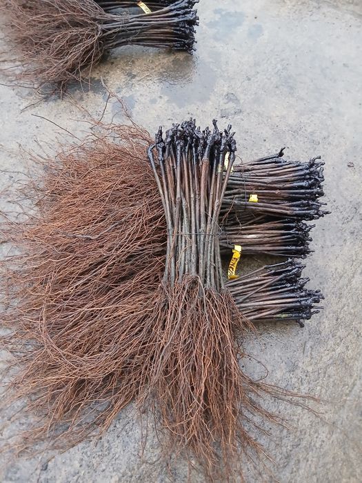 Butasi vita de vie si hibrid