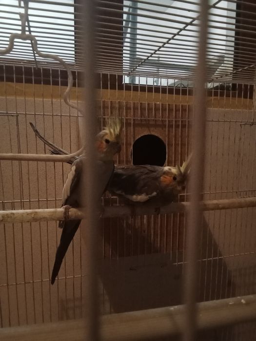 Папугайи кареллы