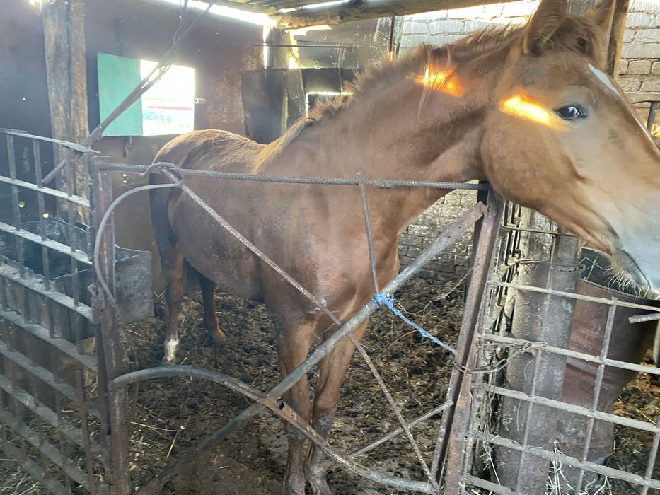Продам! Кобылу 2 летняя