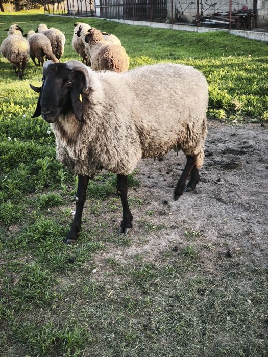 Berbec Carabaș Sârbesc