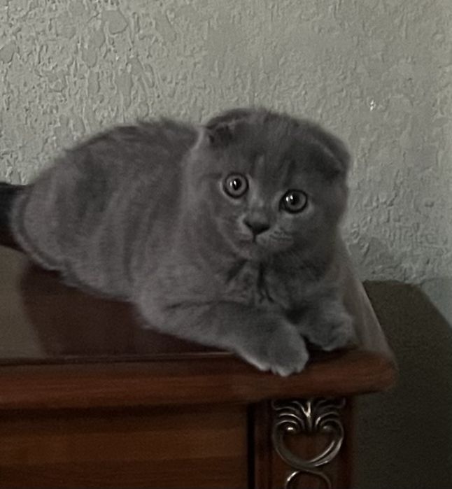 Mushuk sotiladi Zoti: Skotish fold