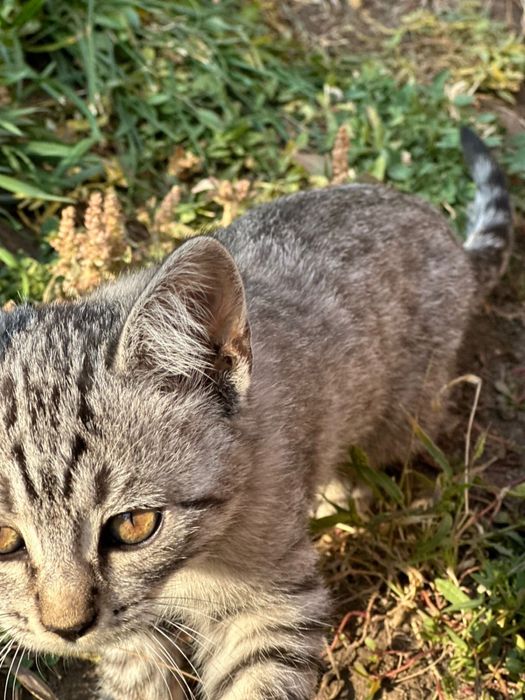 Котята ищут дом и семью