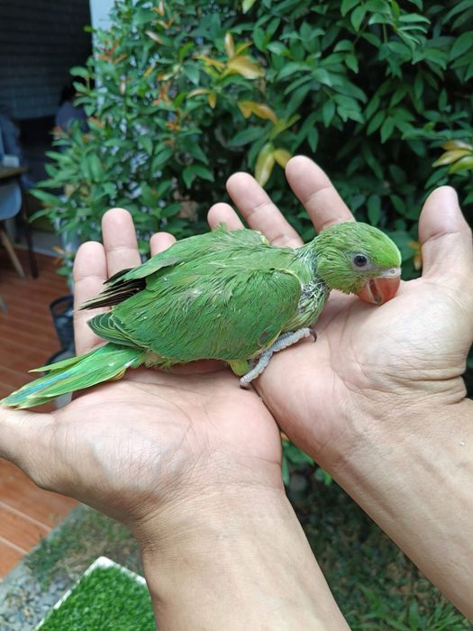 Papagali super blanzi micul alexandru pui crescuti la mana alexander