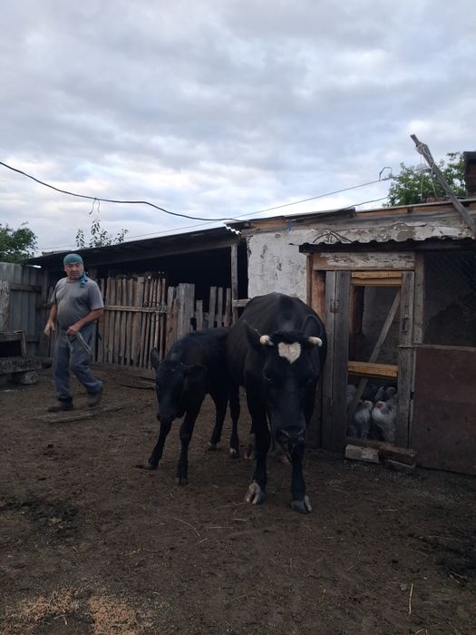 Продам корову с теленком