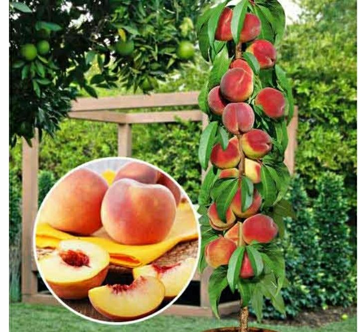 Pomi columnari anul 2/3/4 direct pe rod