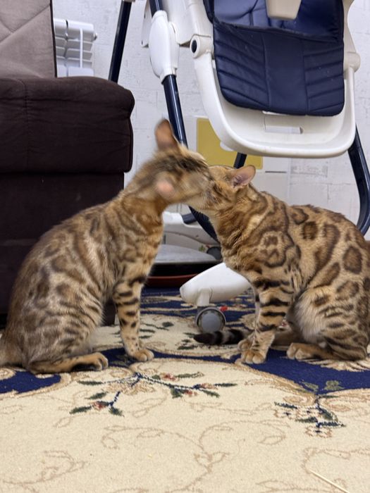 Бенгальский красивый котенок