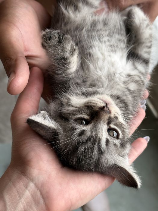 Отдам котят в добрые люди