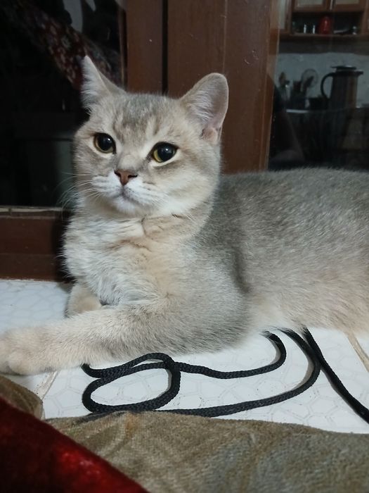Mushuk shinshila