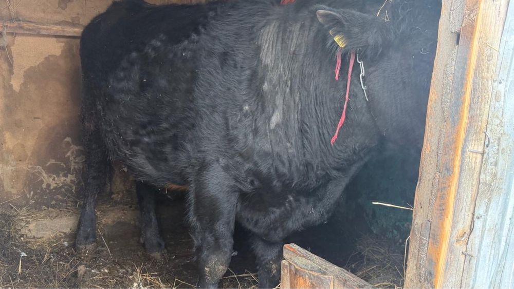 Продам быка на откорме