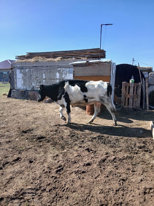 Продается корова
