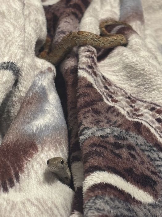 Домашняя змея. Полоз