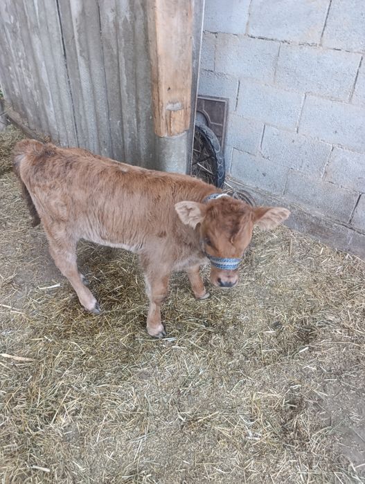 Продам корову с теленком