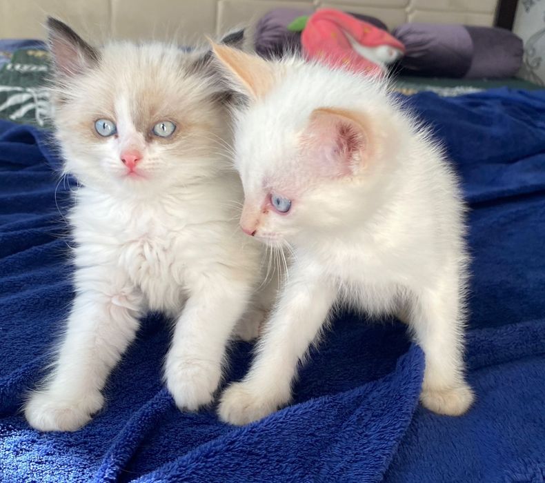 Котеночки 2 милые