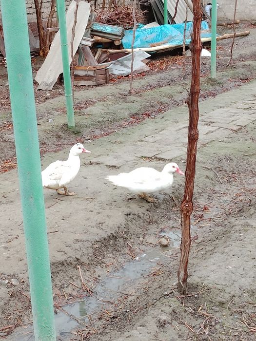 Indoutkalar sotiladi