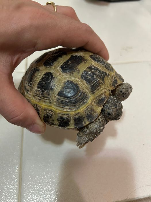 Черепашка сухопутная