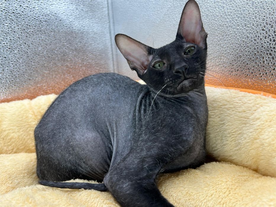 Петерболды котята