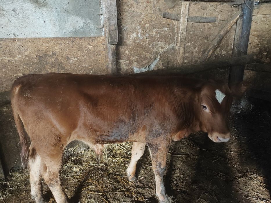 Vând viței de carne